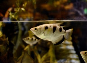 Que peixe posso manter com um peixe arqueiro?