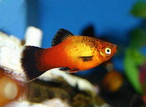 Wagtail Platy