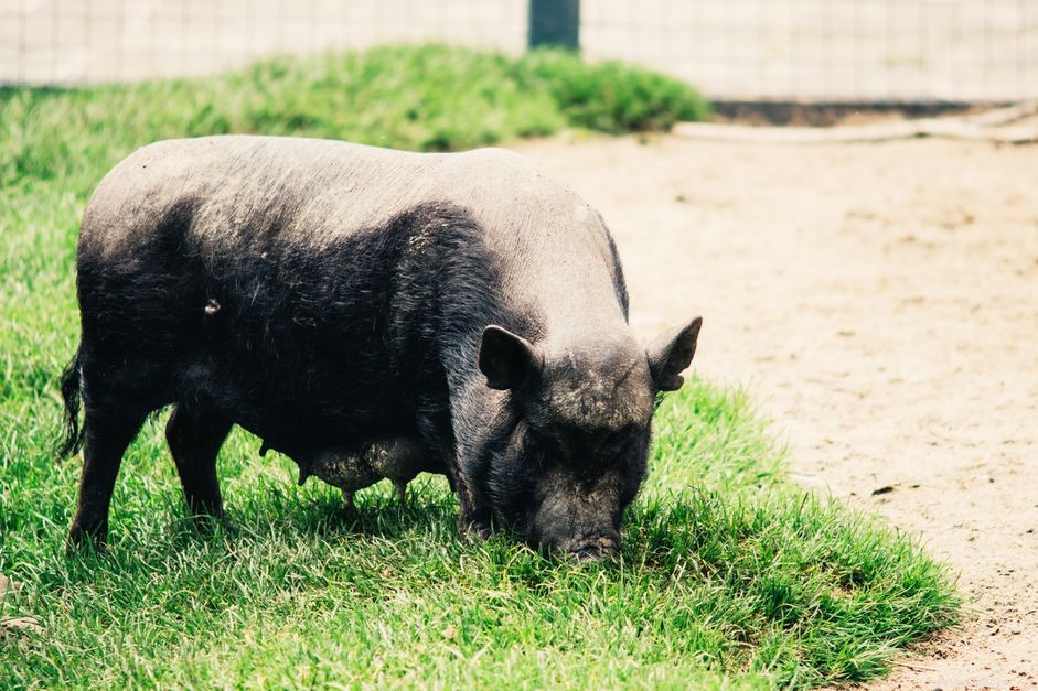 Criação e castração de porcos barrigudos