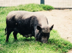 Кастрация и кастрация вислобрюхих свиней