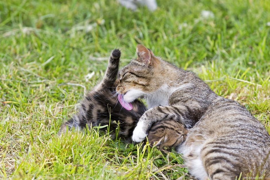 Quanto tempo prima che la scorta di latte di una mamma gatta si esaurisca?