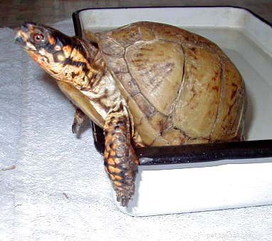 Como cuidar de tartarugas e tartarugas
