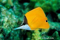 Butterflyfish-profielen