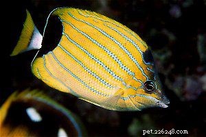 Profily motýlích ryb