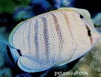 Butterflyfish-profielen