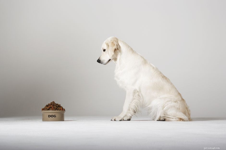 Scegliere la ciotola migliore per il tuo cane