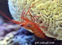 Fakta a informace o péči o mořské krevety