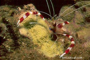 Факты и информация по уходу за морскими креветками
