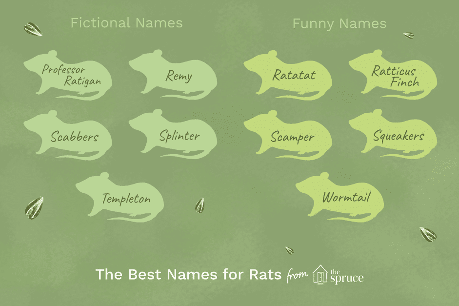 Úžasná jména domácích krys