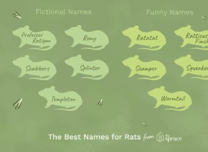 Úžasná jména domácích krys