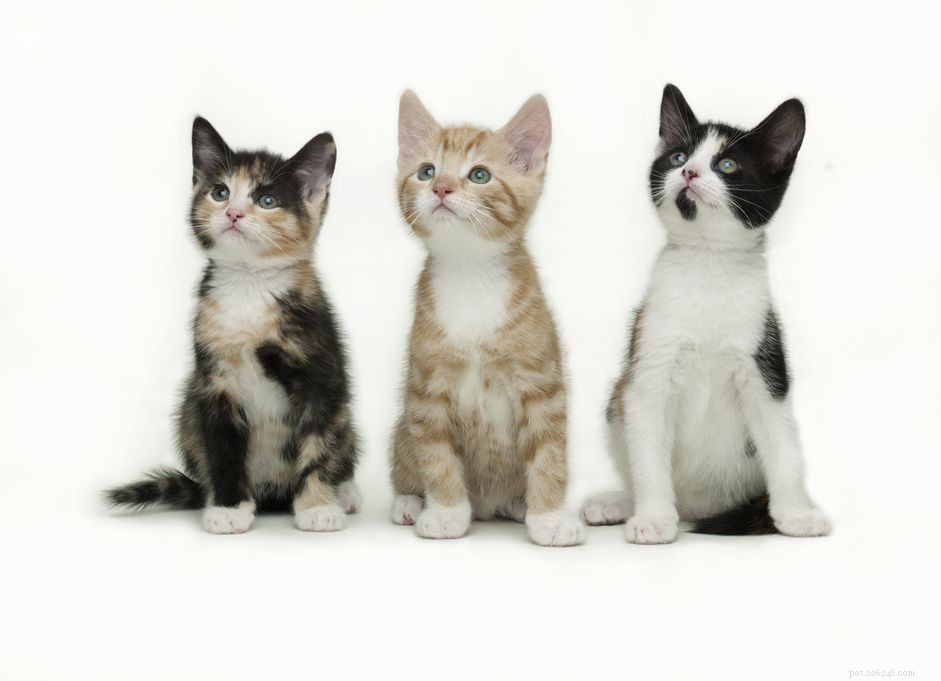 Веские доводы в пользу ранней стерилизации и кастрации кошек