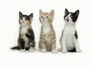 Веские доводы в пользу ранней стерилизации и кастрации кошек