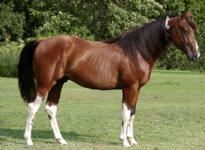 Cavalo de trote de raposa do Missouri