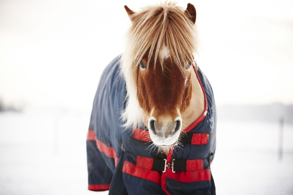 Hoe u dekens, lakens en dekens voor uw paard kiest