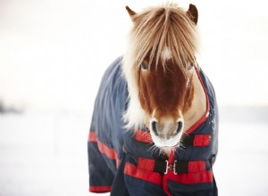 Как выбрать одеяла, простыни и коврики для вашей лошади 