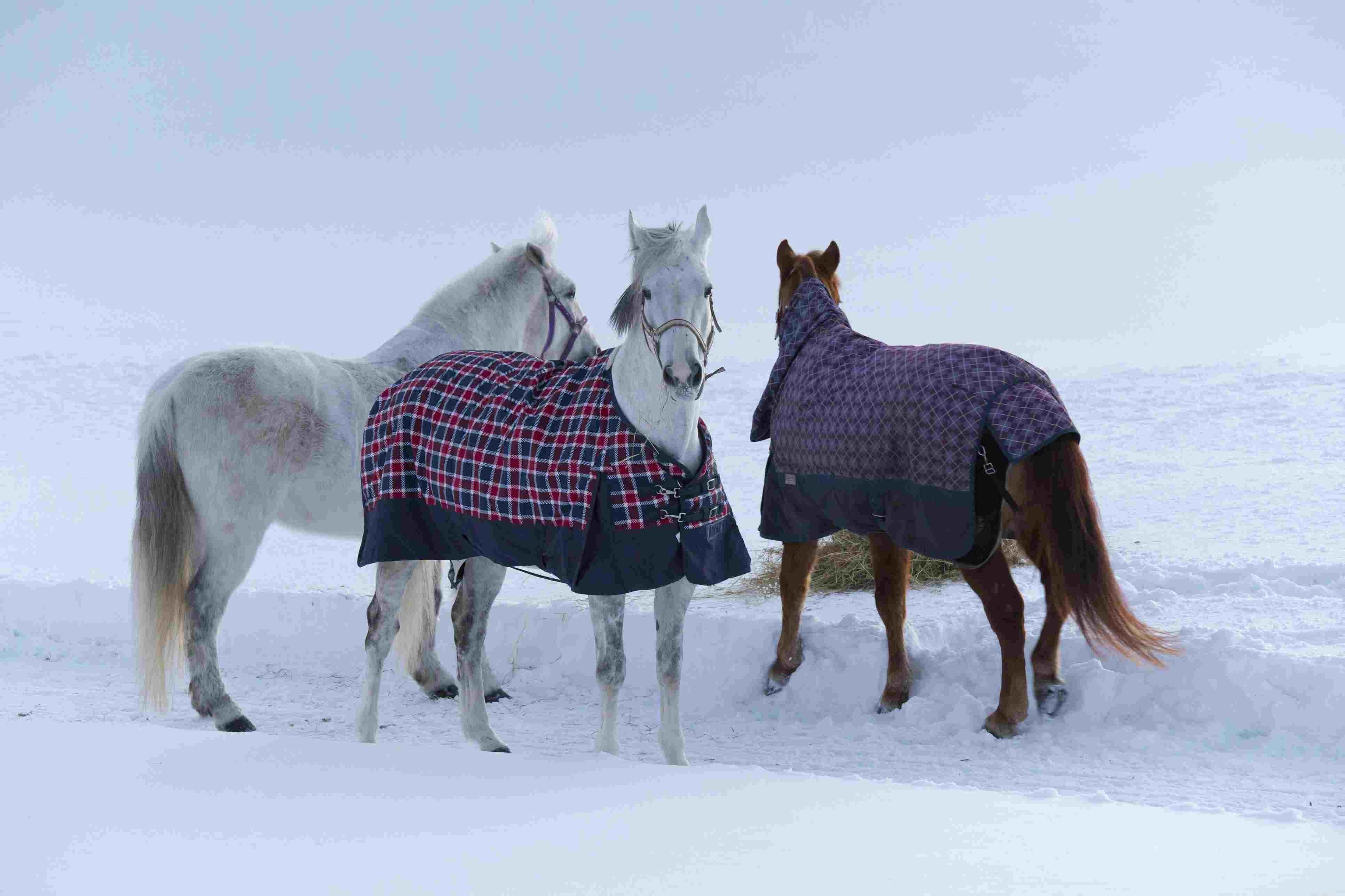 Hur du väljer täcken, lakan och mattor till din häst