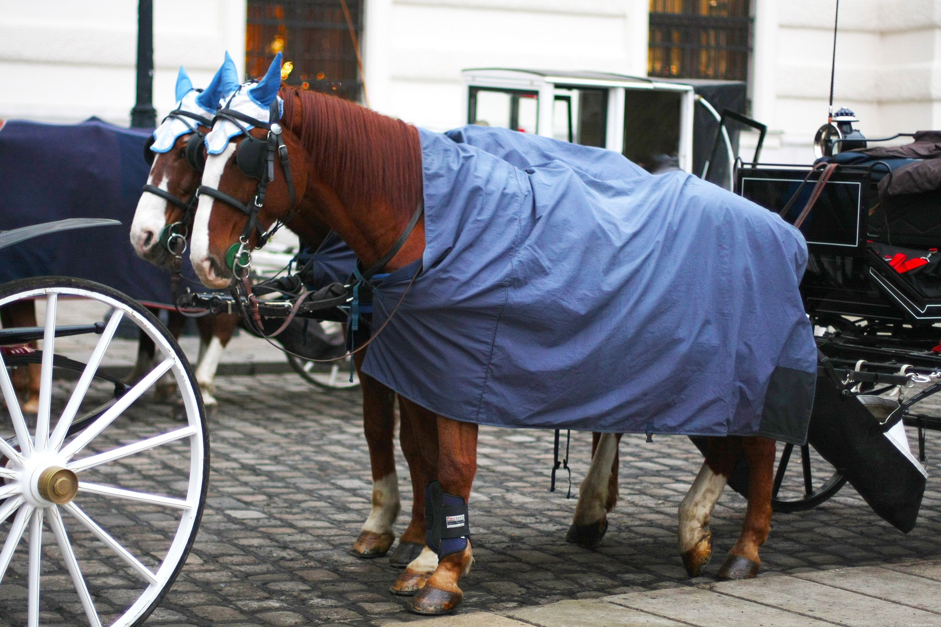 Comment choisir des couvertures, des draps et des couvertures pour votre cheval