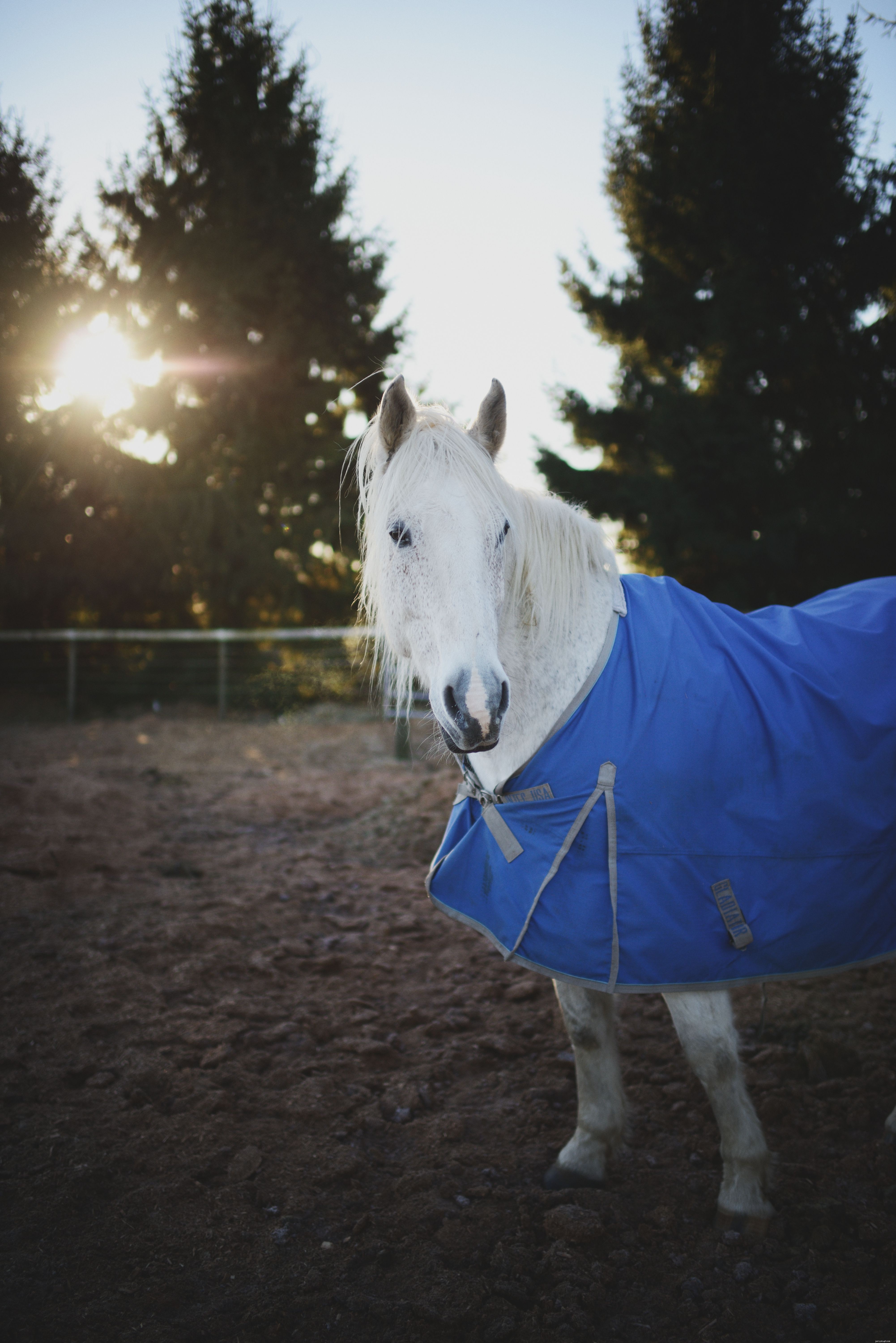 Jak vybrat deky, prostěradla a koberečky pro vašeho koně