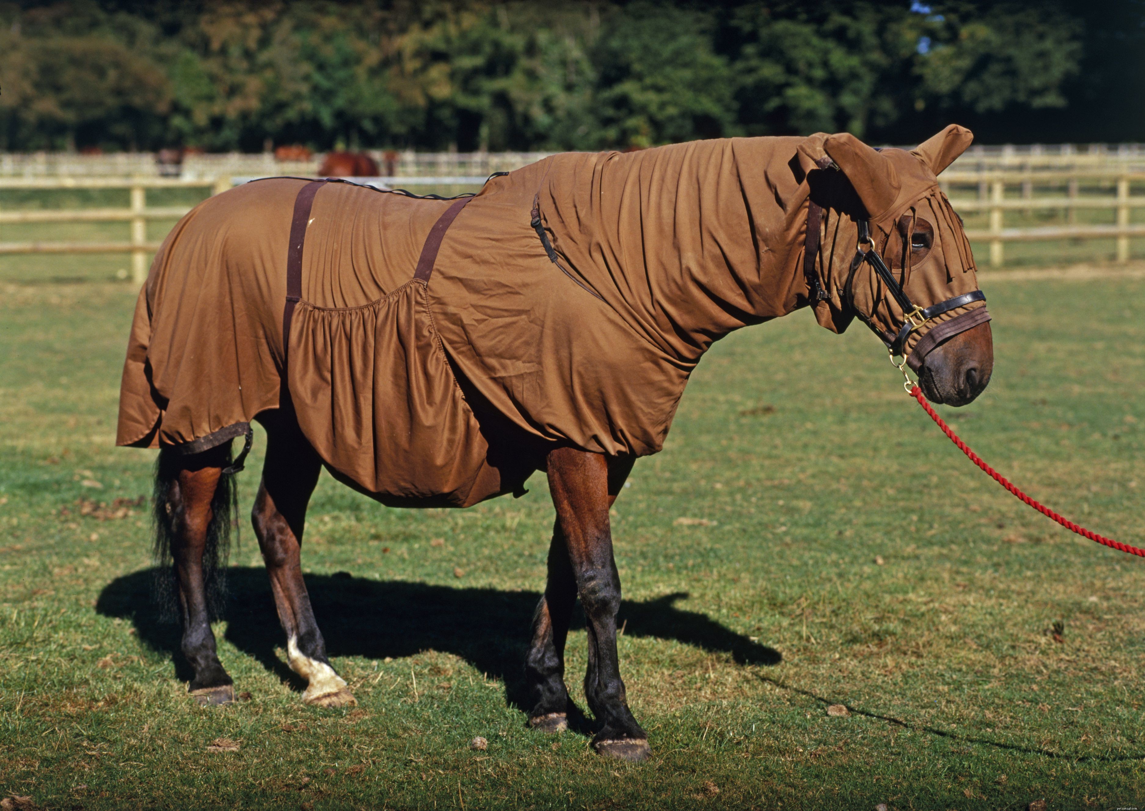 Hur du väljer täcken, lakan och mattor till din häst