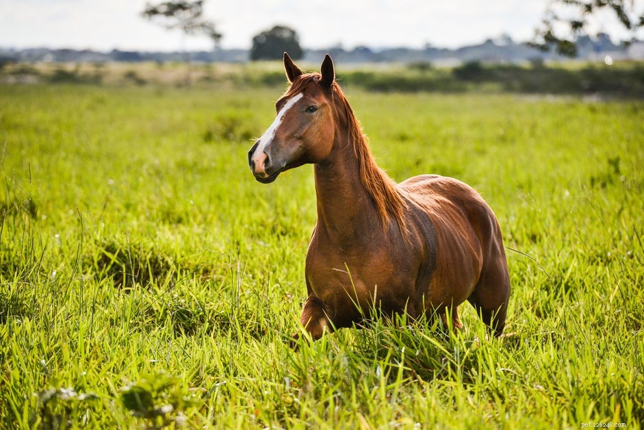I cavalli sono bestiame o animali da compagnia?