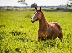Jsou koně hospodářská zvířata nebo společenská zvířata?