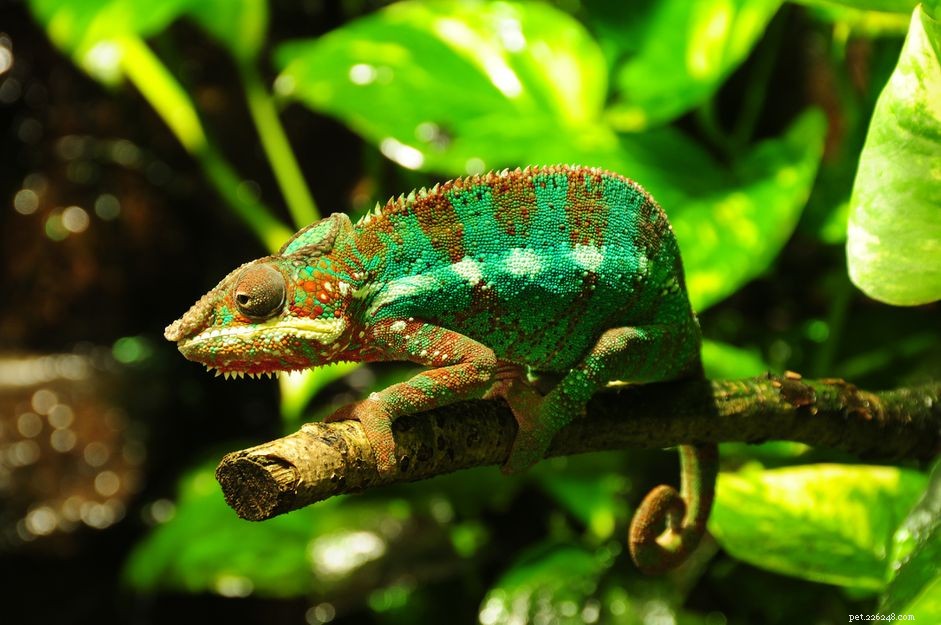 Jak se starat o panterského chameleona