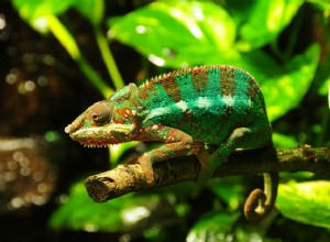 Jak se starat o panterského chameleona