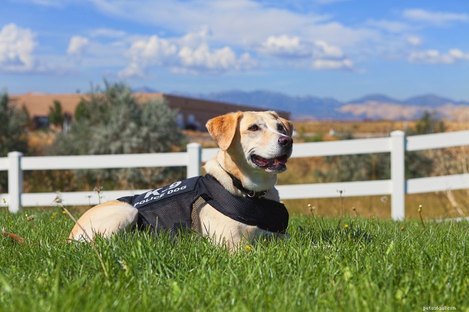8 typer av servicehundar och vad de gör