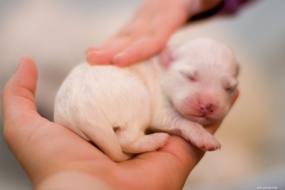 Puppyontwikkeling van pasgeboren tot één week oud