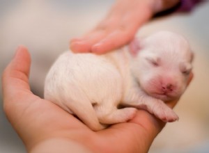 신생아에서 1주일까지의 강아지 발달