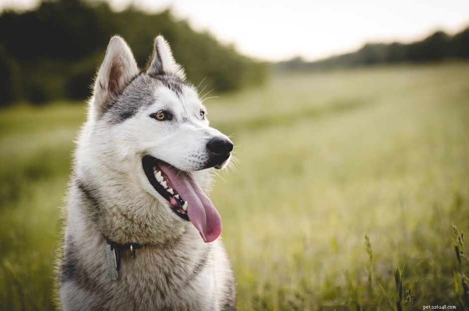 犬の進行性網膜萎縮を特定して治療する方法 