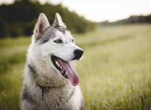 Como identificar e tratar a atrofia progressiva da retina em cães