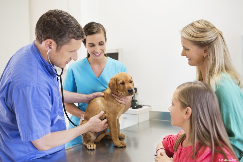 あなたの犬に適した獣医を見つける方法 
