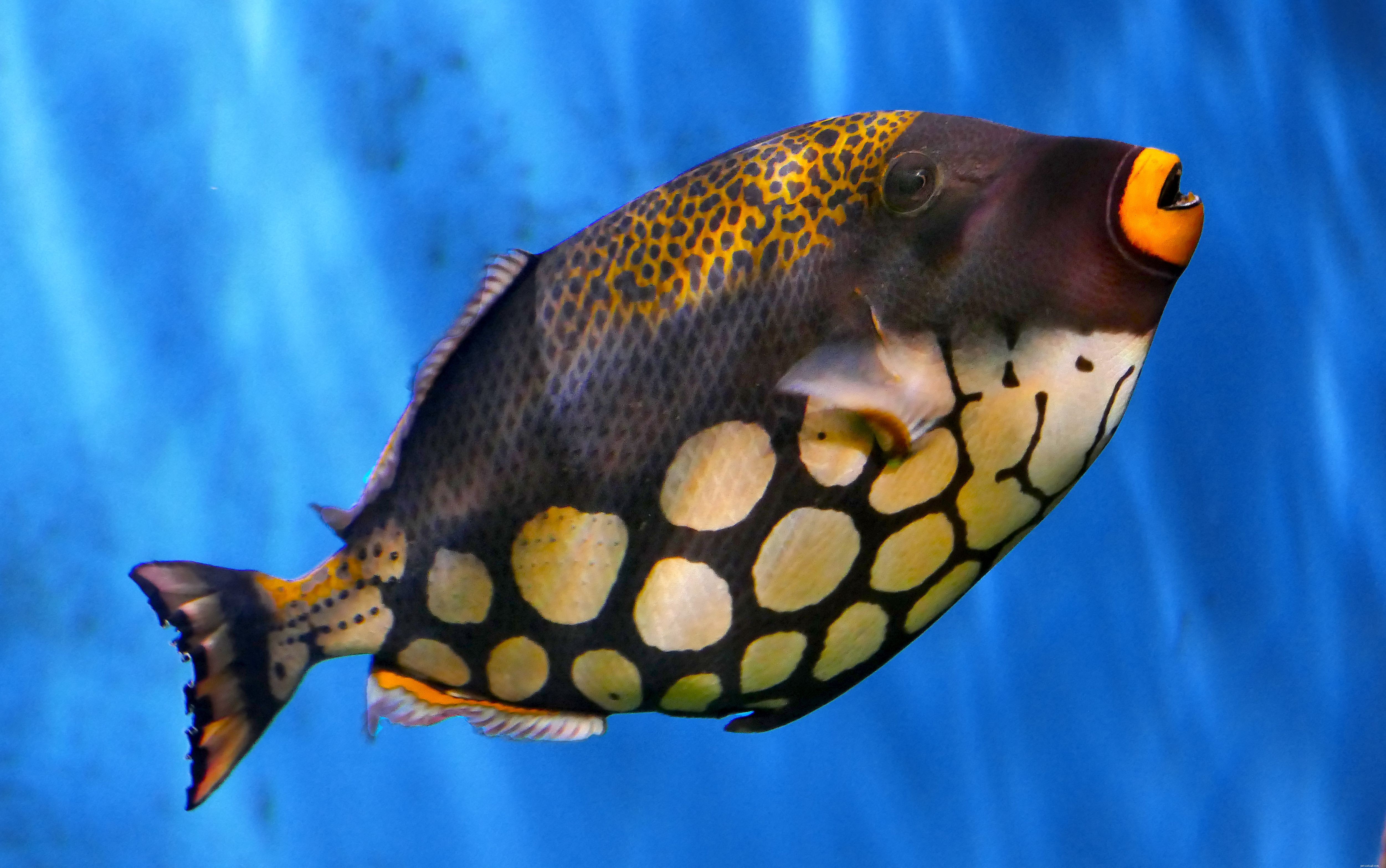 Triggerfish in uw aquarium houden