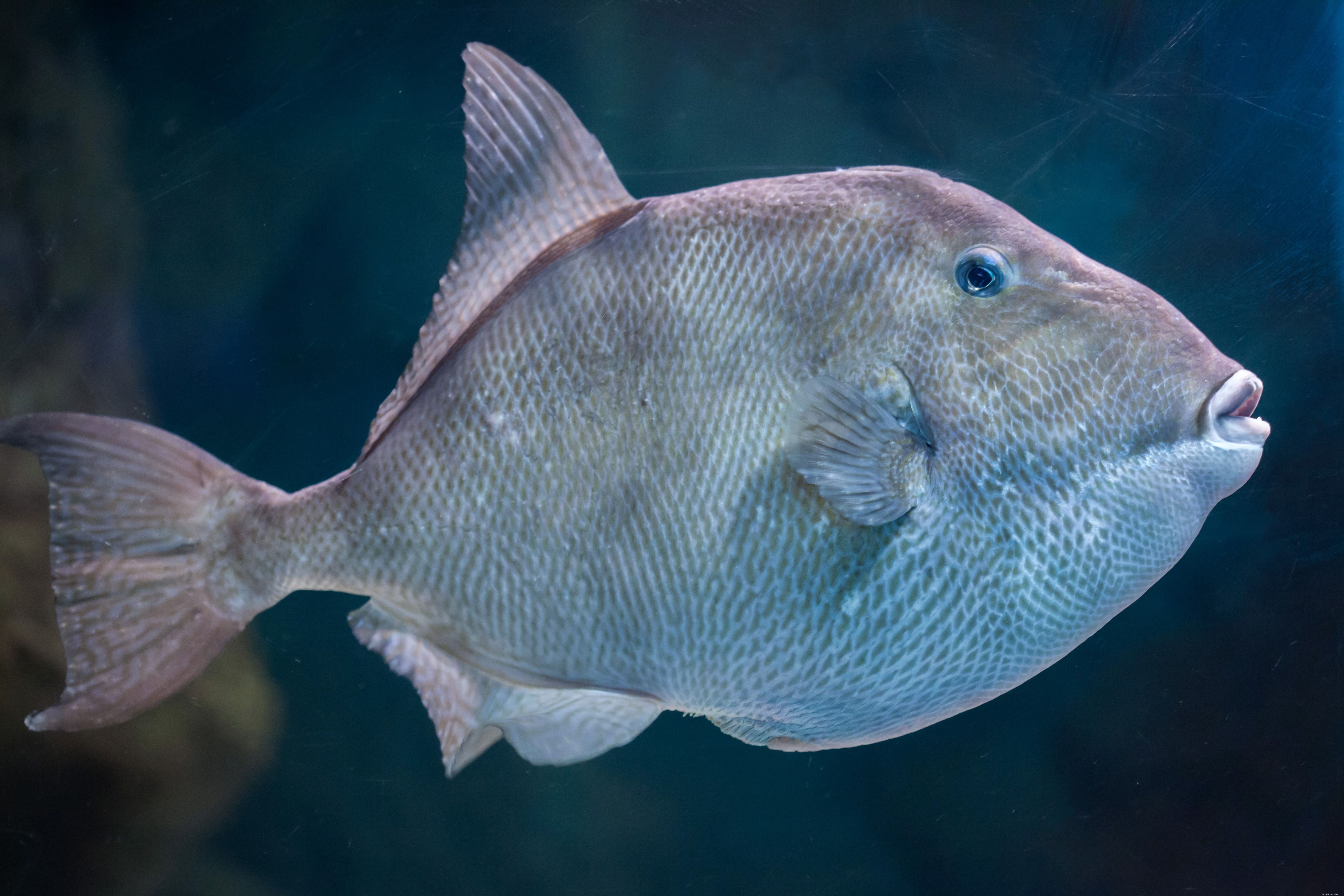 Triggerfish in uw aquarium houden