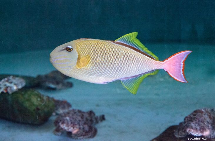 Hur du håller Triggerfish i ditt akvarium