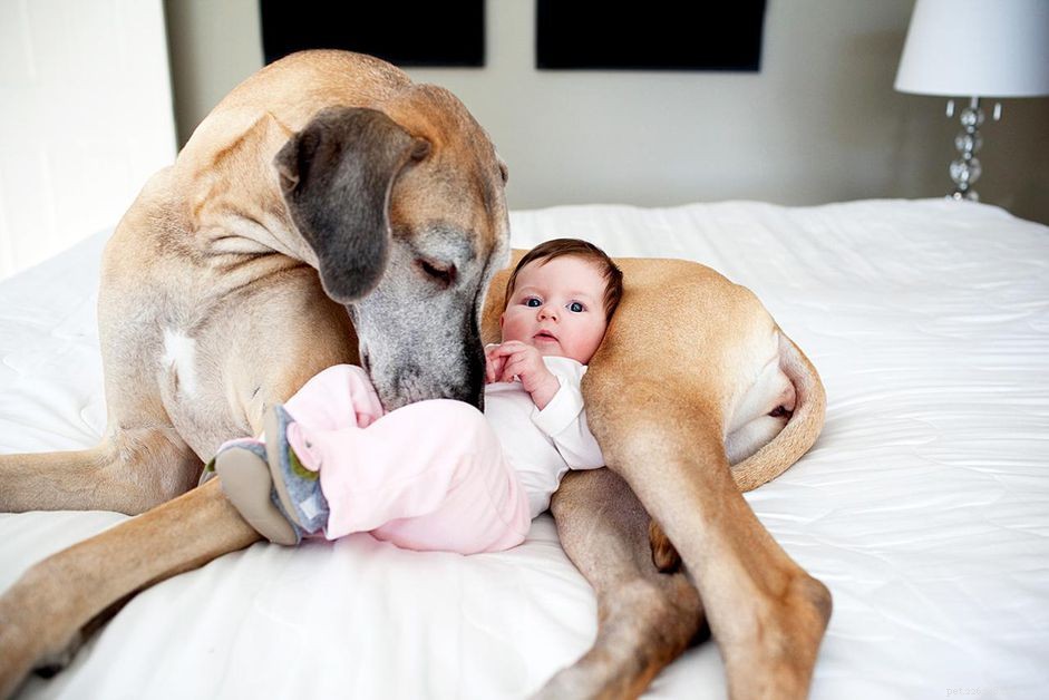 새 아기를 받아들이도록 개를 훈련시키는 방법
