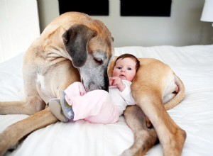 Como treinar seu cão para aceitar um novo bebê