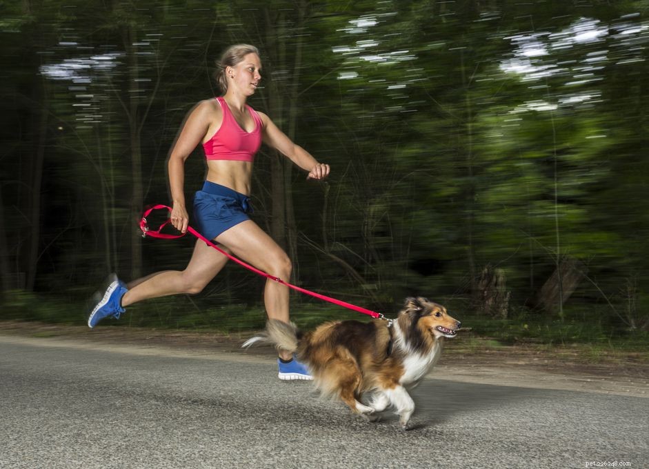 당신과 함께 달리도록 강아지를 훈련시키는 방법