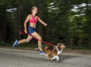 あなたと一緒に走るようにあなたの犬を訓練する方法 