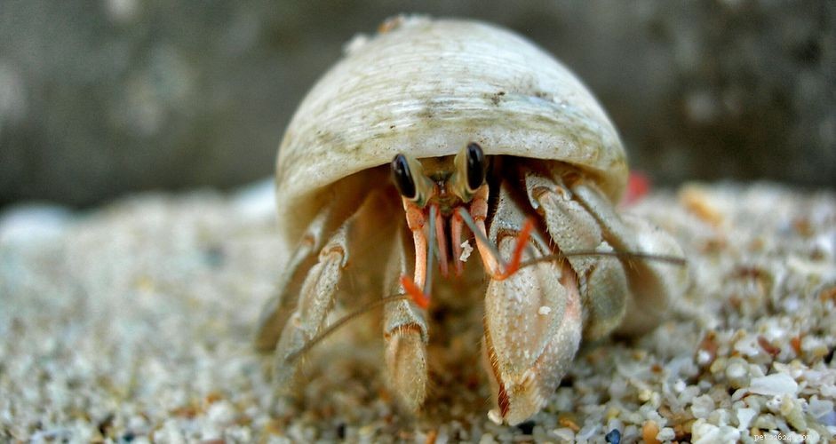 Quanto tempo leva para um caranguejo eremita fazer a muda?