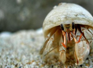 Jak dlouho trvá, než se krab poustevník utopí?