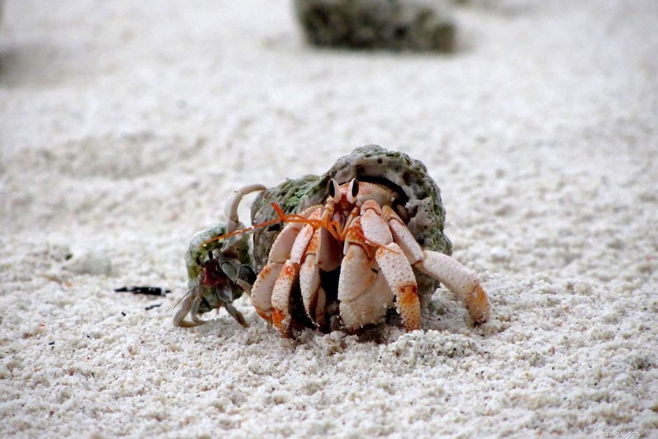 Avoir des crabes ermites terrestres comme animaux de compagnie