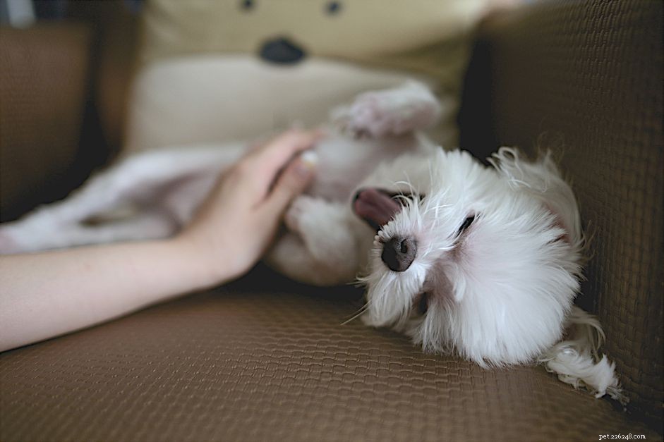 Een puppy masseren