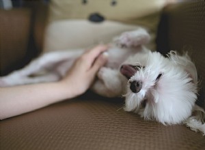 Как делать массаж щенку