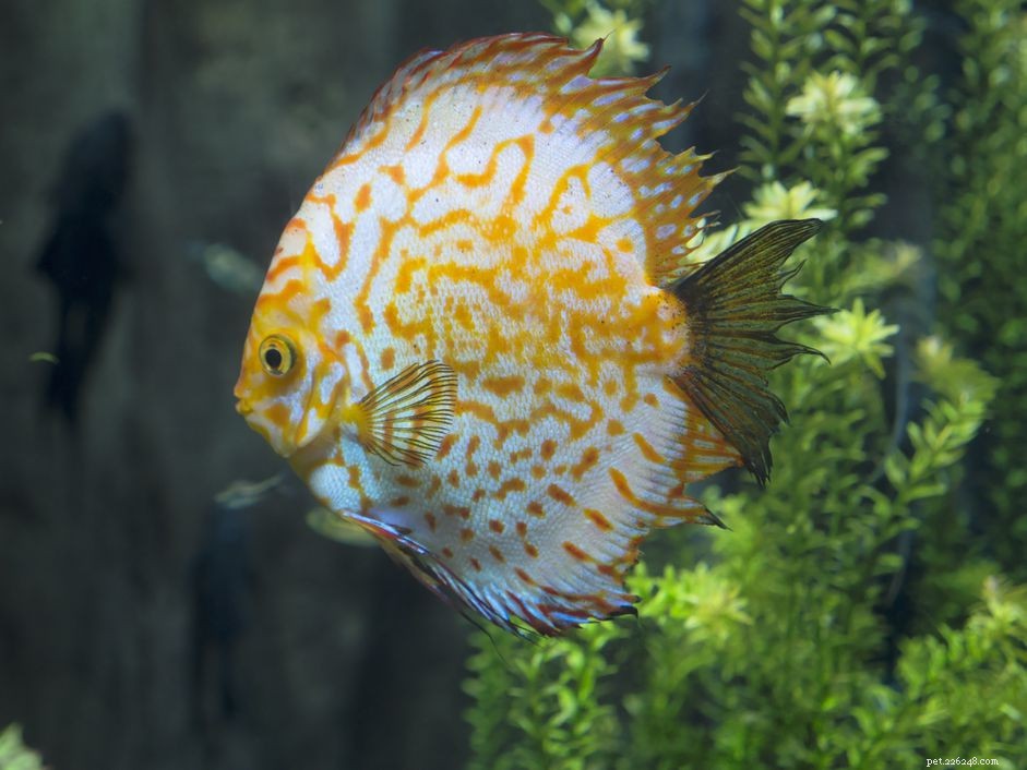 Symphysodon Discus - Pompadour Fish