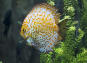 Symphysodon Discus - Peixe Pompadour