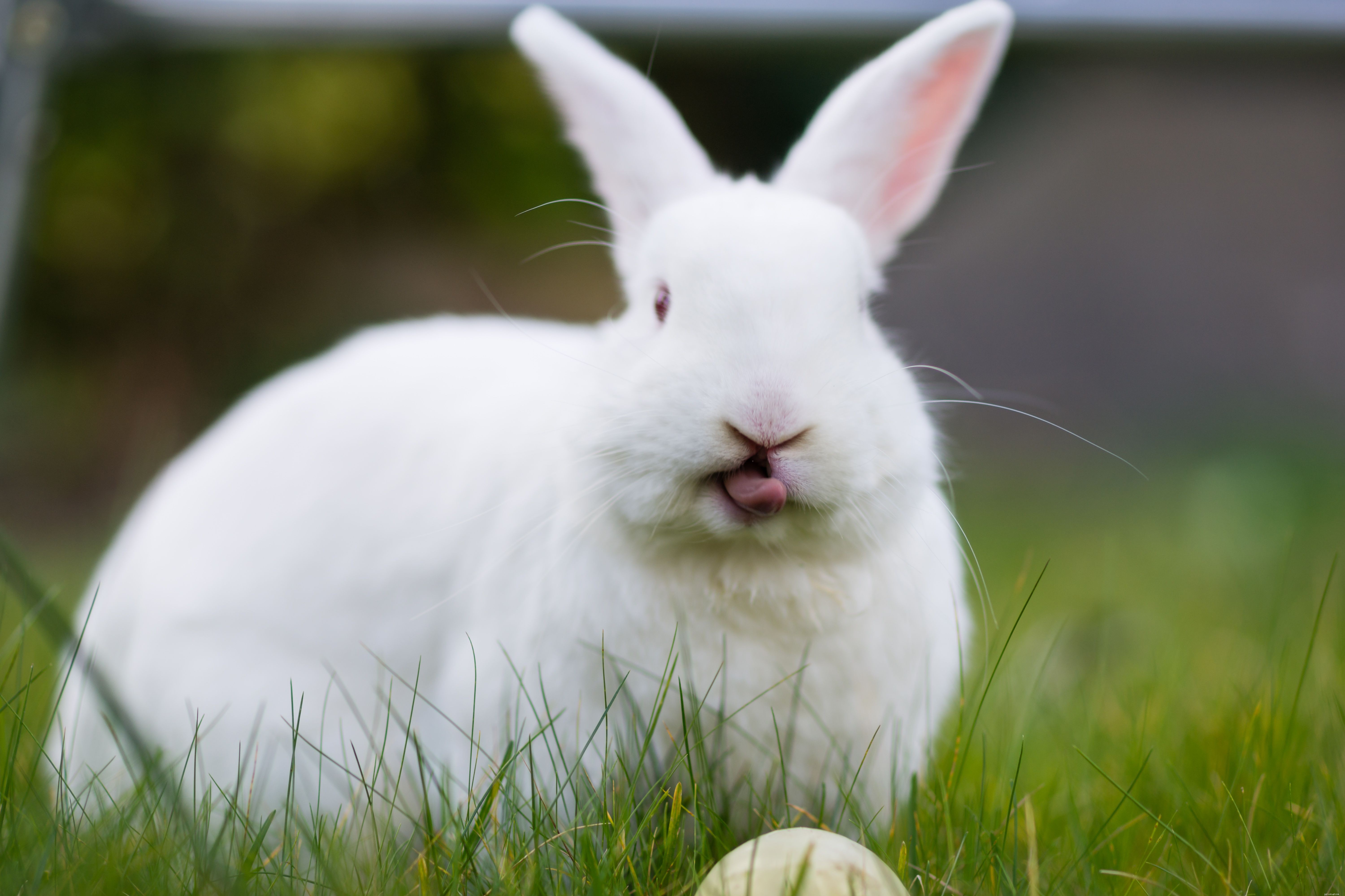 Основы общения с кроликами