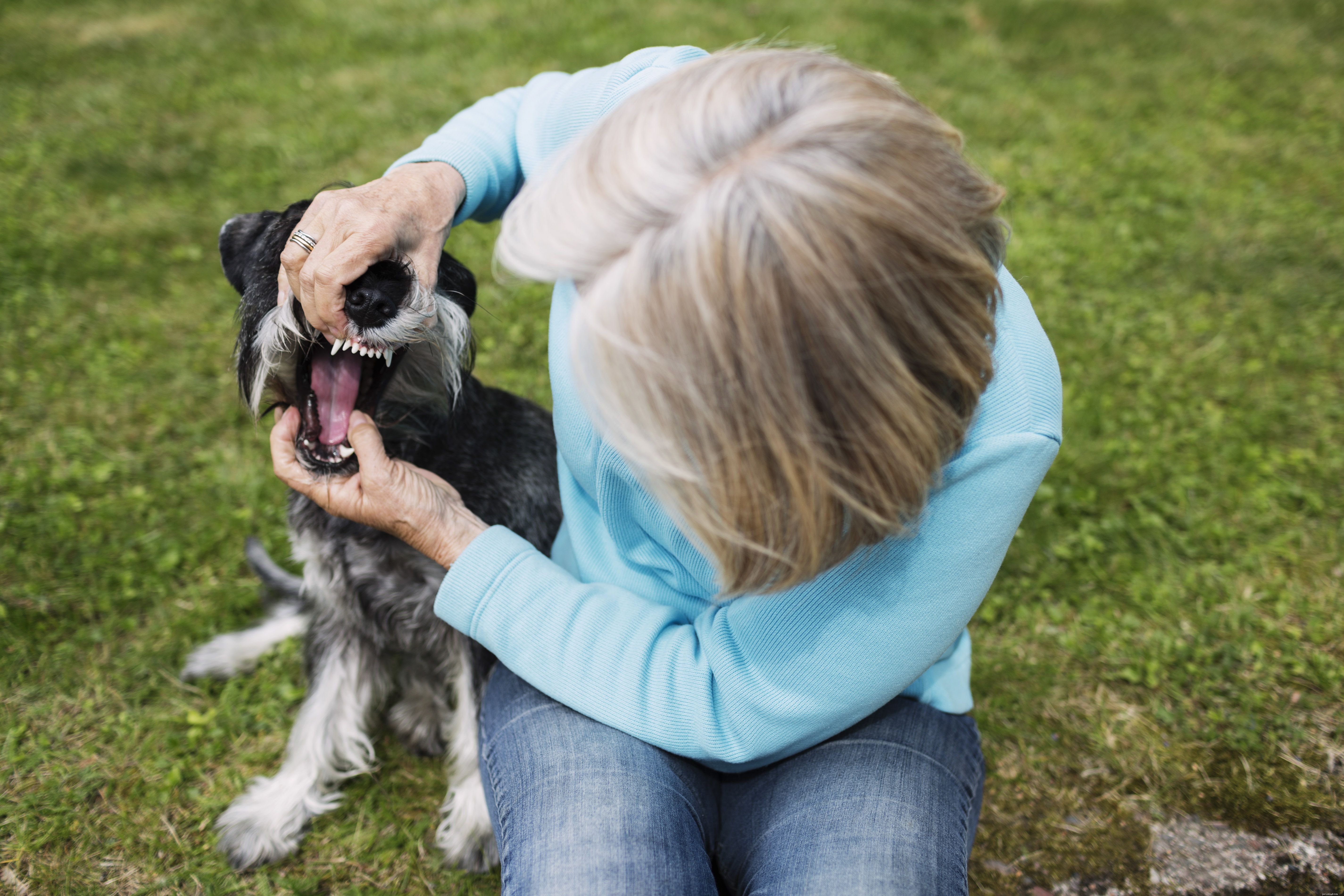 Första hjälpen och akutvård för hundägare