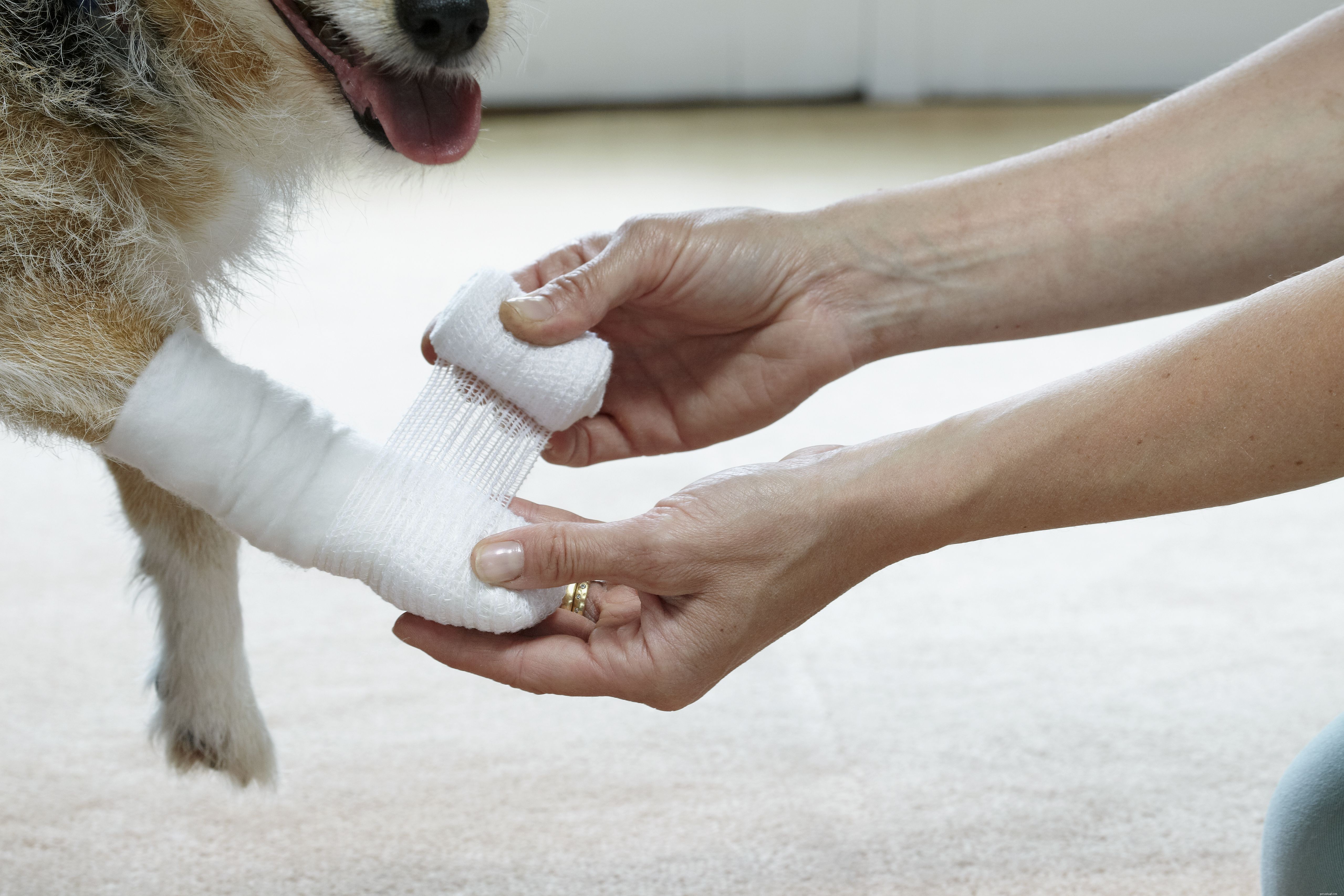 Primeiros socorros e cuidados de emergência para donos de cães